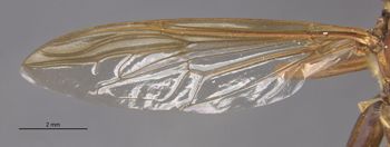 Media type: image;   Entomology 21905 Aspect: Wing front